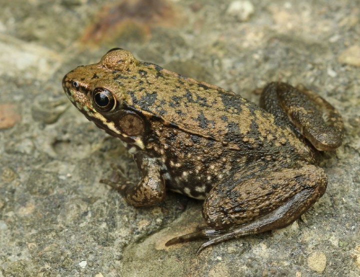 Green Frog
